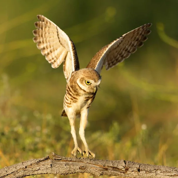 Closeup Burrowing Owl Landing Athene Cunicularia — Stock Photo, Image