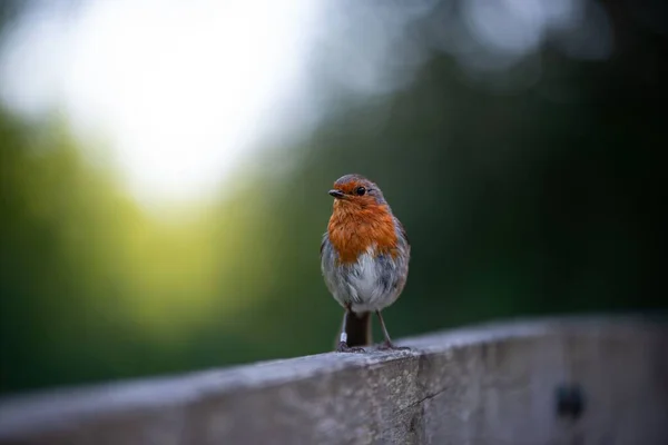 一只可爱的欧洲知更鸟栖息在木制栅栏顶上的浅浅的镜头 — 图库照片