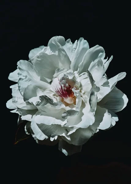 Vertikální Záběr Bílé Květiny Izolované Černém Pozadí — Stock fotografie