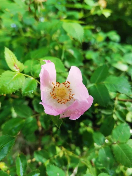 Ένα Κάθετο Πλάνο Ενός Λουλουδιού Rosehip Που Φυτρώνει Στον Κήπο — Φωτογραφία Αρχείου