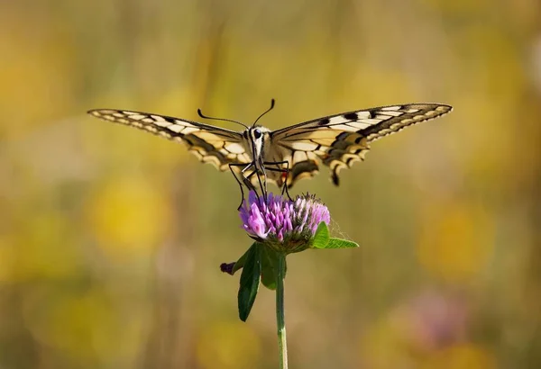 Gros Plan Papillon Fritillaire Argenté Les Ailes Écartées Sur Chardon — Photo
