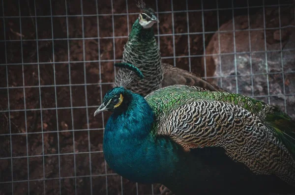 Two Peacocks Standing Caged Area Rocks — Stock Photo, Image