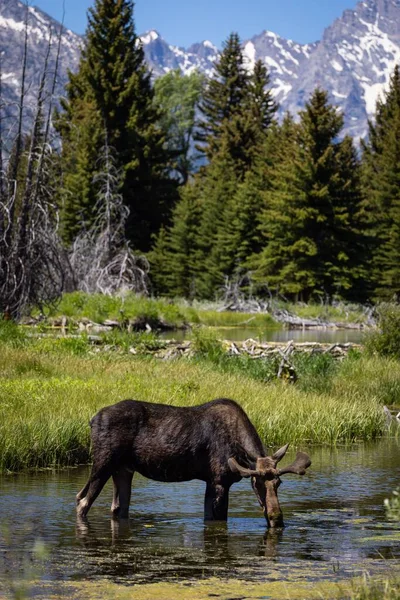 Jávorszarvas Folyón Tetons Hegyvonulatok Wyoming Usa — Stock Fotó