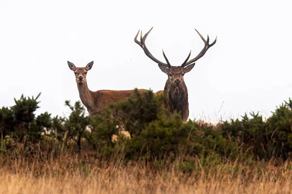 A huge male and female red deer on Exmoor during the annual mating season
