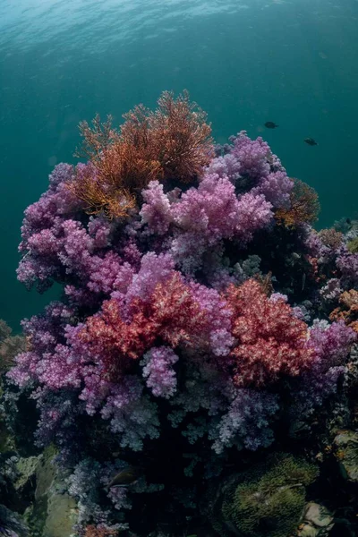 Egy Függőleges Lövés Alcyonacea Puha Korallok Víz Alatt — Stock Fotó