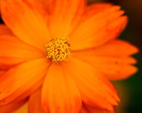 Close Uma Bela Flor Cosmos Enxofre Plena Floração — Fotografia de Stock