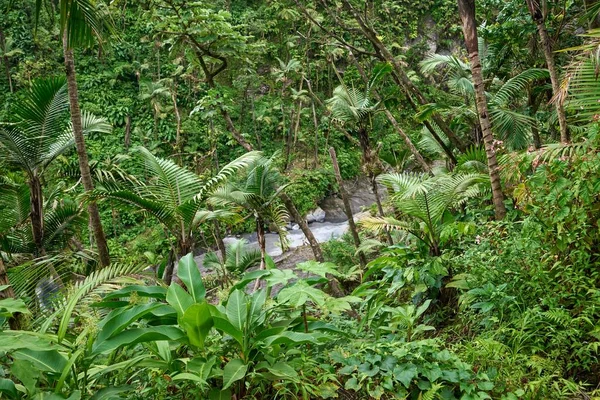 Una Hermosa Vista Bosque Con Varios Tipos Árboles Plantas — Foto de Stock