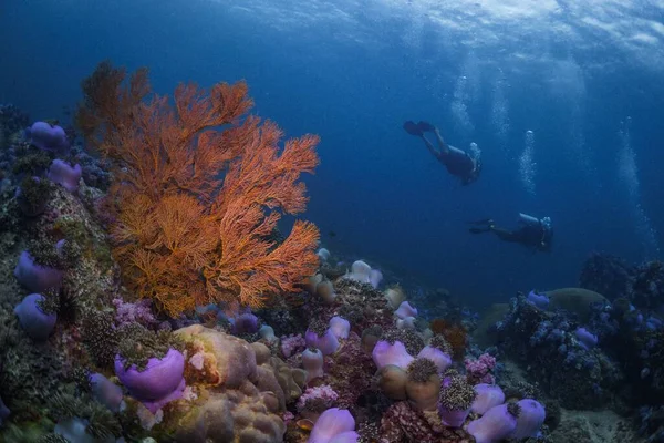 Alcyonacea Měkké Korály Pod Vodou Potápěči Pozadí — Stock fotografie
