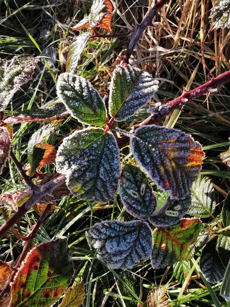 冬の間に凍結した葉の垂直クローズアップショット — ストック写真