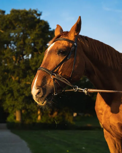 一匹棕色的马在阳光下与蓝天相映成趣的垂直照片 — 图库照片