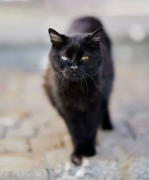 一只有着不同眼色的黑猫在街上行走的美丽的特写镜头 — 图库照片