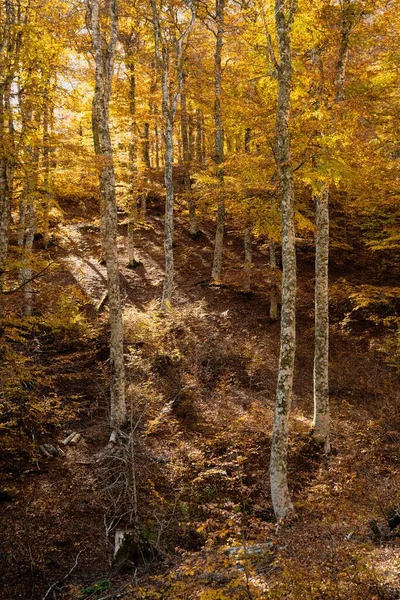 Eine Vertikale Aufnahme Von Herbstbäumen Wald Von Valia Kalda Epirus — Stockfoto