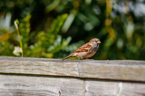 Ein Brauner Sperling Hockt Auf Einem Holzzaun — Stockfoto