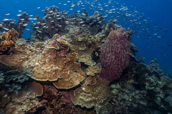 在蓝色背景的水肺潜水过程中 鱼被软硬的珊瑚礁环绕的景象 — 图库照片
