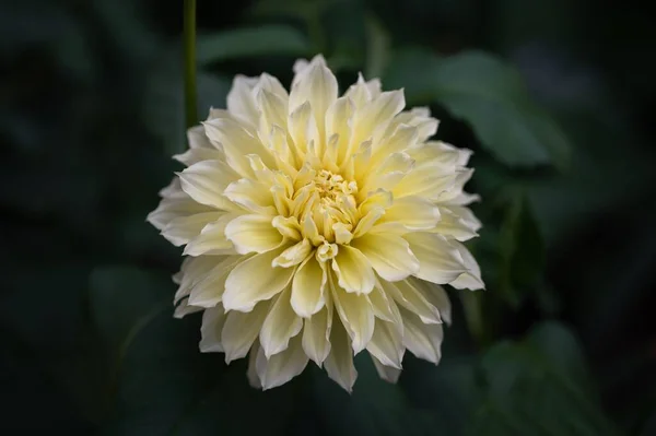 Ένα Κοντινό Πλάνο Ενός Κίτρινου Λουλουδιού Ντάλια — Φωτογραφία Αρχείου