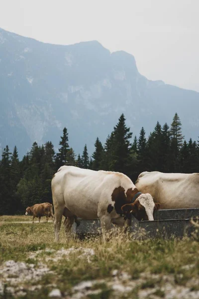 Μια Κάθετη Λήψη Ενός Κοπαδιού Από Αγελάδες Telemark Πόσιμο Νερό — Φωτογραφία Αρχείου