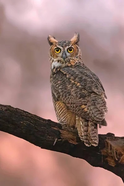 Vertical Closeup Great Horned Owl Bubo Virginianus — Stock Photo, Image