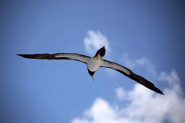 Booby Marrom Voando Contra Céu Azul Com Nuvens — Fotografia de Stock