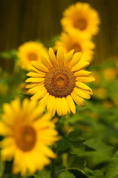 Kvetoucí Slunečnice Izolované Rozmazaném Pozadí — Stock fotografie