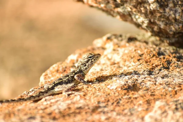 Een Zandgekko Stenodactylus Petrii Een Steen — Stockfoto