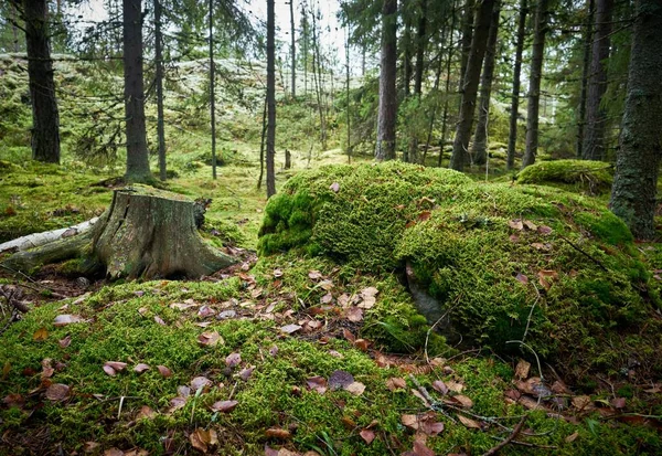 Uma Raiz Árvore Cortada Meio Floresta — Fotografia de Stock