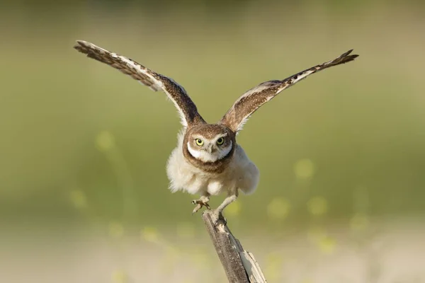 Closeup Burrowing Owl Landing Athene Cunicularia — Stock Photo, Image