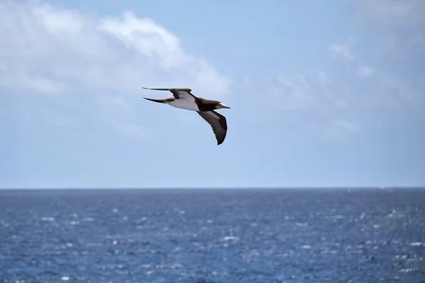 Gran Albatros Volando Sobre Mar Día Soleado — Foto de Stock
