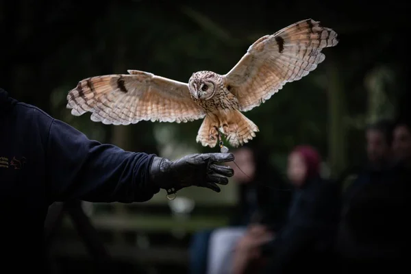 ハンドラーの手に近づいて開いて翼を持つタウニーフクロウ 鷹狩りのコンセプト — ストック写真