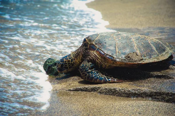 Primer Plano Una Tortuga Arrastrándose Agua Playa Clima Soleado —  Fotos de Stock