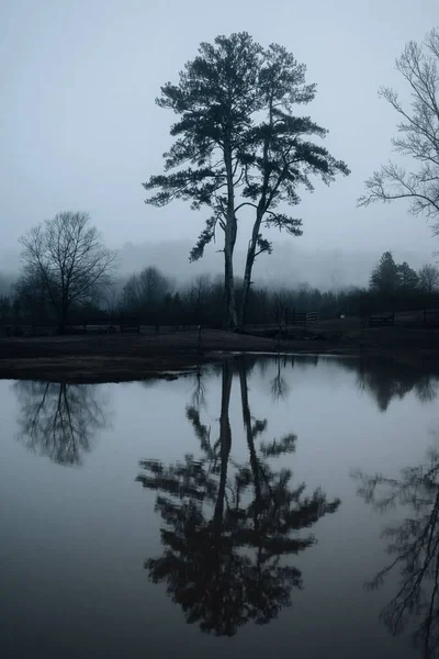 湖の上の霧深い夜の一本の木 — ストック写真