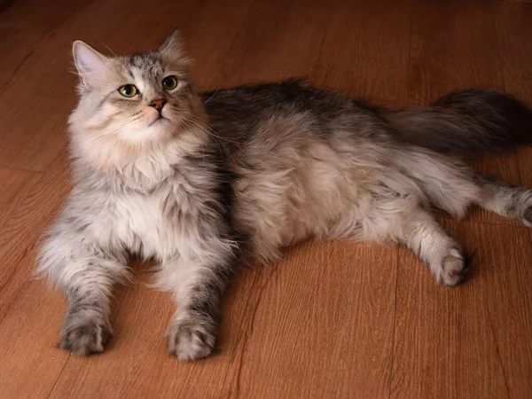 리놀륨 바닥에 아름다운 시베리아 고양이의 — 스톡 사진