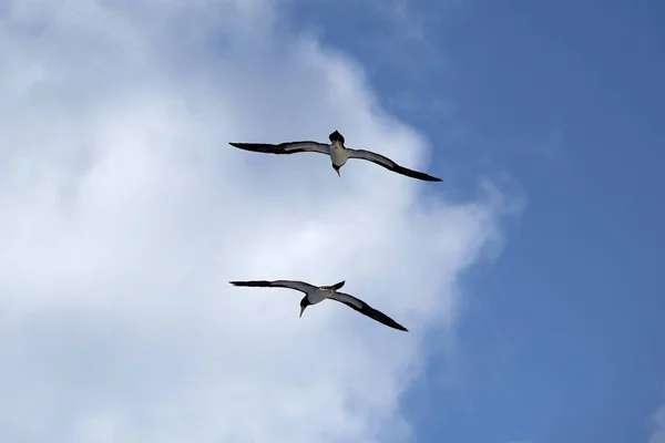 Bruine Borsten Vliegen Tegen Een Blauwe Lucht Met Wolken — Stockfoto