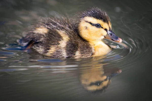 Nahaufnahme Einer Baby Ente Die Teich Schwimmt — Stockfoto