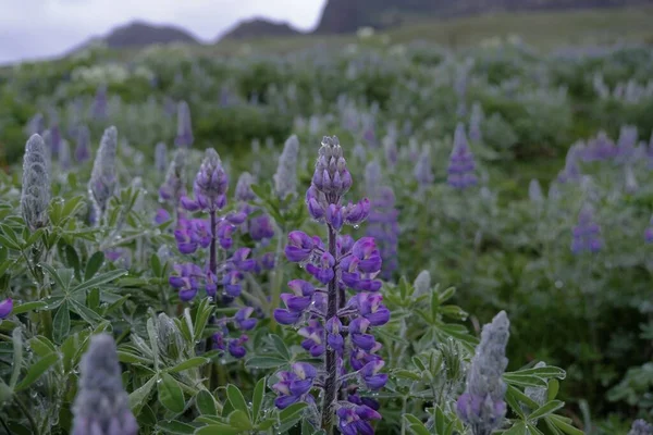 アイスランドのルパンの花の閉鎖 — ストック写真