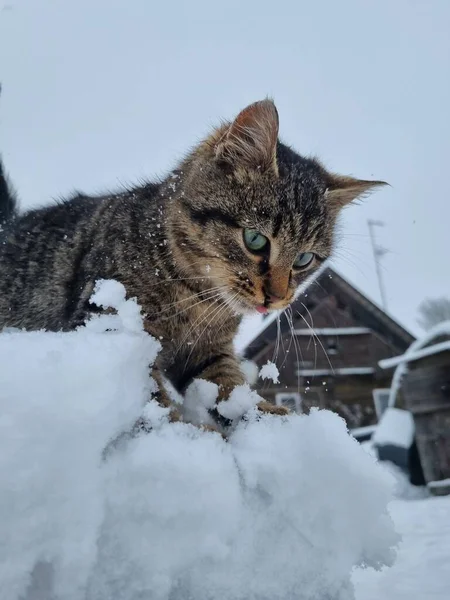 Tiro Selectivo Del Foco Gato Tabby Que Juega Nieve — Foto de Stock
