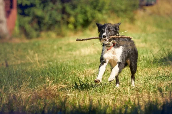 Een Schattige Hond Gelukkig Rennend Het Zonnige Veld Met Een — Stockfoto