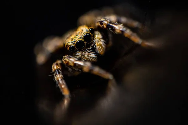Primer Plano Una Araña Saltadora Aterradora Sobre Fondo Borroso — Foto de Stock