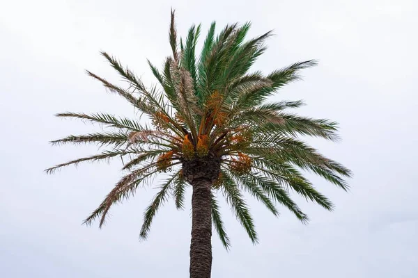 Indian Wild Date Palm Tree Cloudy Sky — Stock Photo, Image