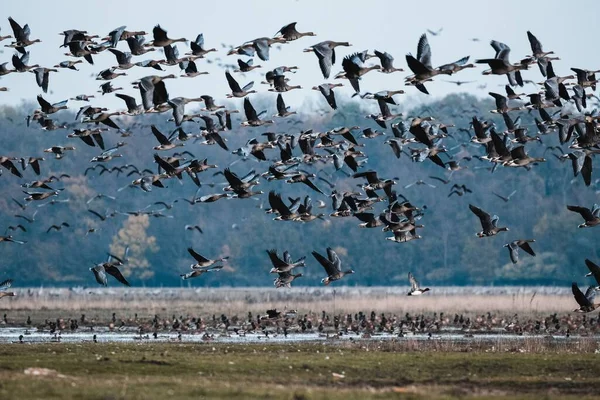 Ormanda Uçan Güzel Kuşların Yakın Çekimi — Stok fotoğraf
