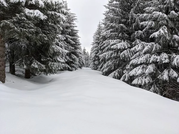 Ένα Δάσος Χειμώνα Ψηλά Έλατα Πλήρως Καλυμμένα Χιόνι — Φωτογραφία Αρχείου