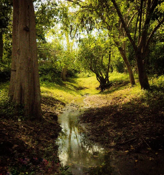 Sığ Bir Derenin Dikey Görüntüsü Yeşil Bir Ormanın Içinden Akan — Stok fotoğraf