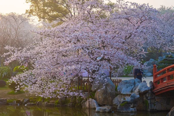 East Lake Cherry Blossom Park También Llamado Wuhan Moshan Cherry —  Fotos de Stock