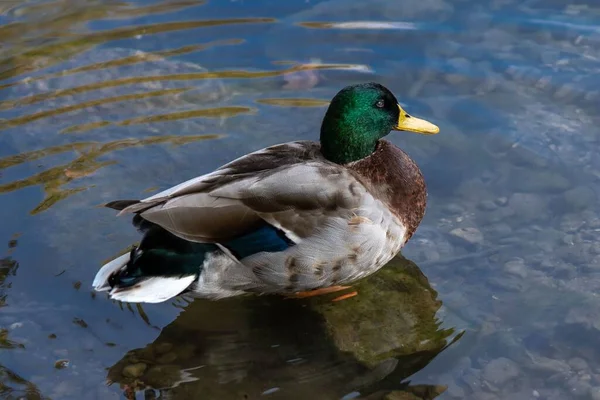 Close Shot Mallard Duck Swimming Water — Stock Photo, Image
