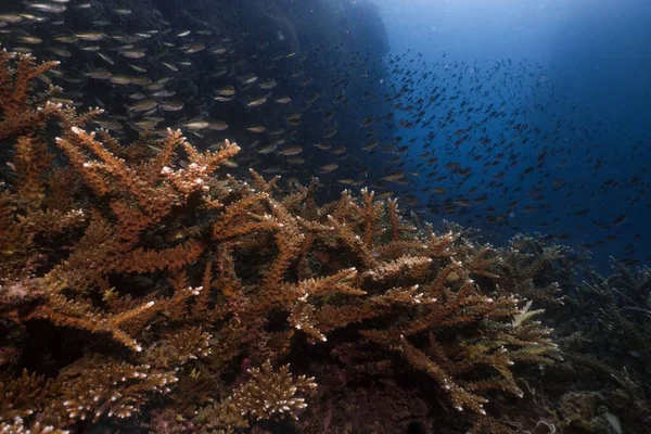 Una Vista Del Arrecife Coral Suave Duro Rodeado Peces Durante —  Fotos de Stock