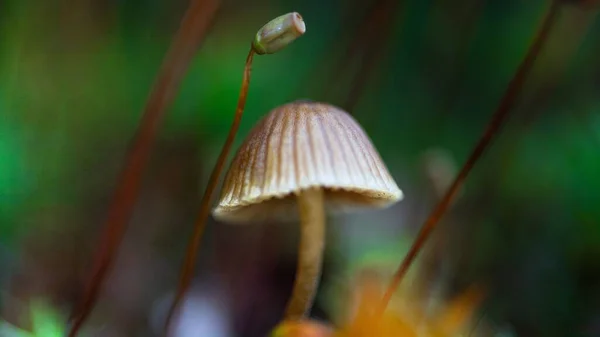 Egy Gyönyörű Közelkép Egy Halálos Sapkáról Erdőben — Stock Fotó
