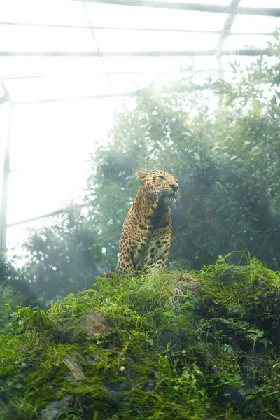 Вертикальний Постріл Тигра Дикій Природі — стокове фото