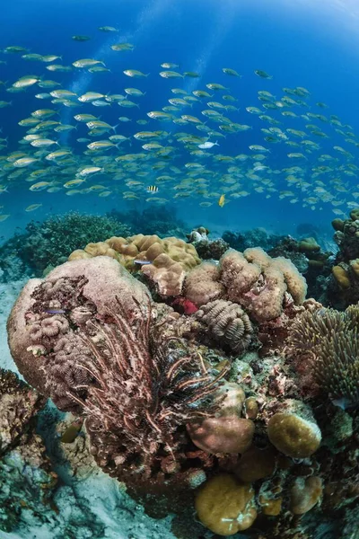 Enorme Grupo Peces Anchoa Nadando Mar Azul Profundo Cubierto Arrecifes —  Fotos de Stock