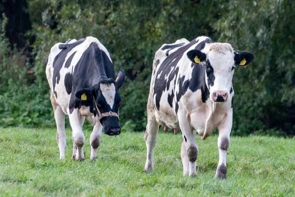 Uma Bela Vista Vacas Campo Verde — Fotografia de Stock