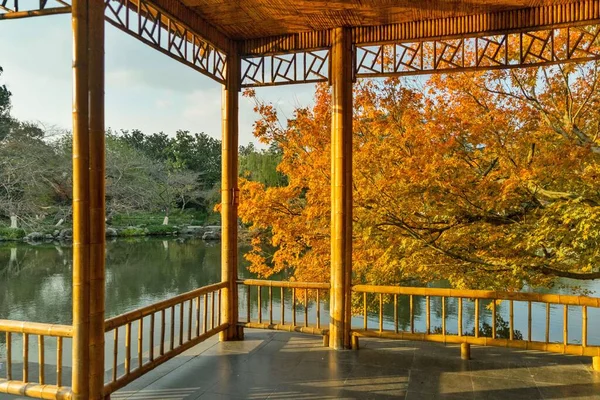 杭州西湖畔一株秋天枫树的风景画 — 图库照片