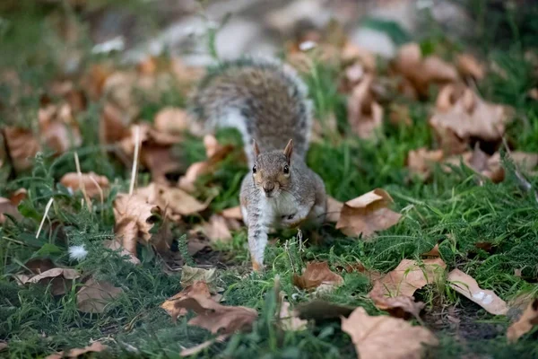 Closeup Gray Squirrel Sciuridae Green Grass Dried Leaves Daytime — Stock Photo, Image